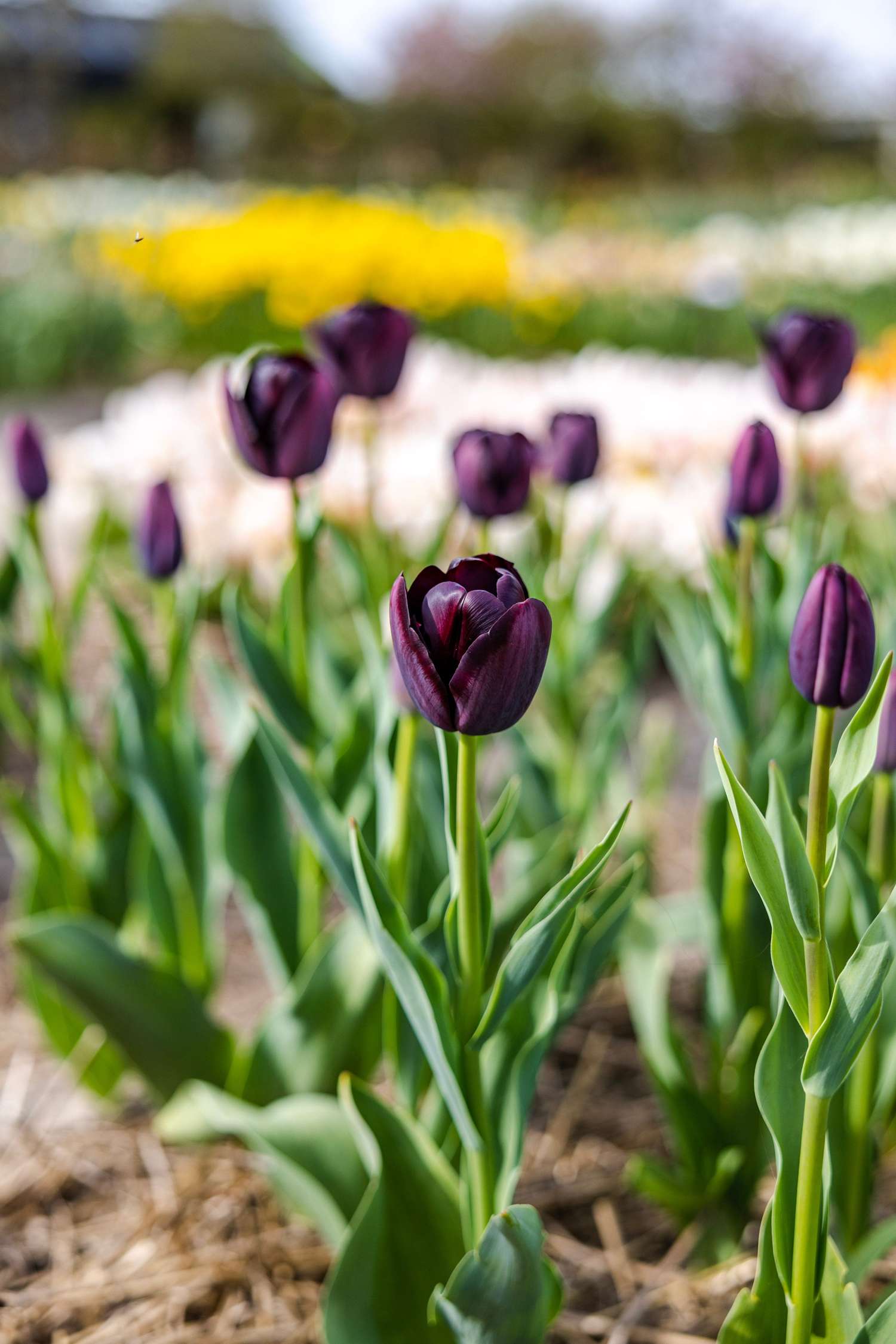 Tulip 'Queen of Night'